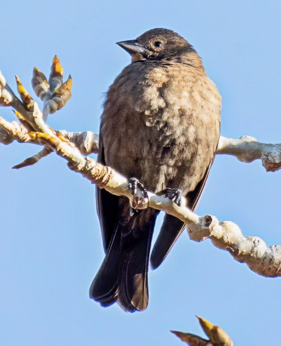 Braunkopf-Kuhstärling - ML648897514