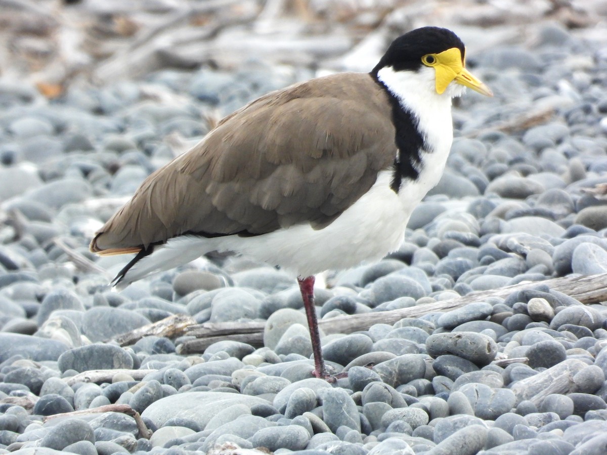 Pavoncella mascherata - ML648897519