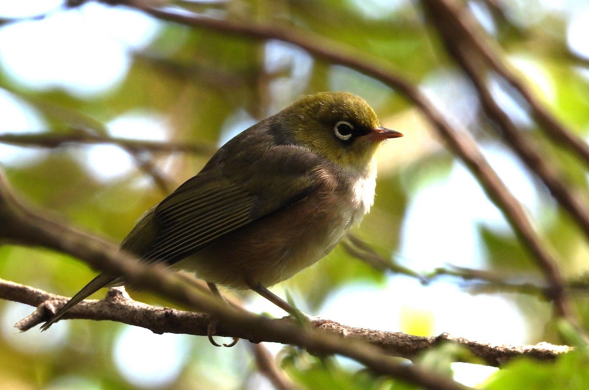 Silvereye - ML648897558