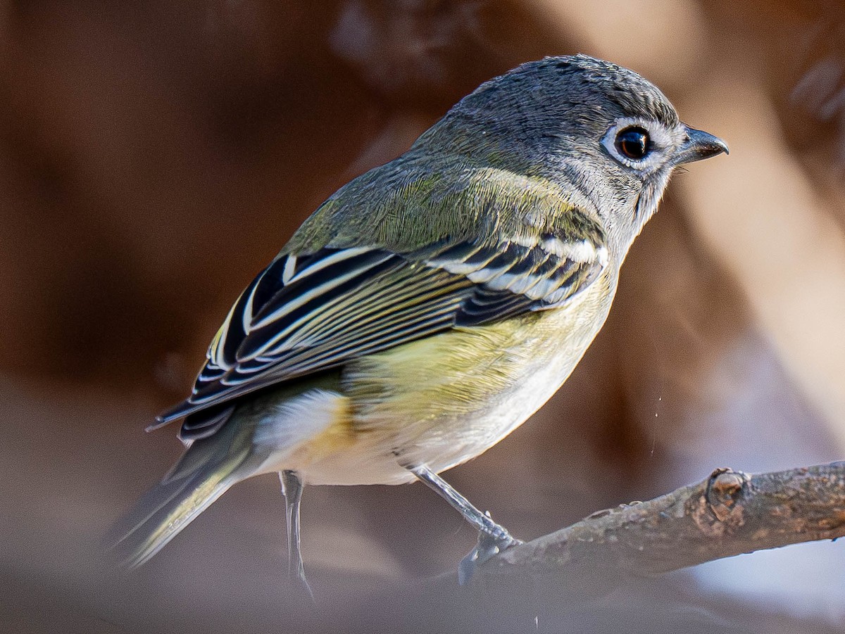 Blue-headed Vireo - ML648897604