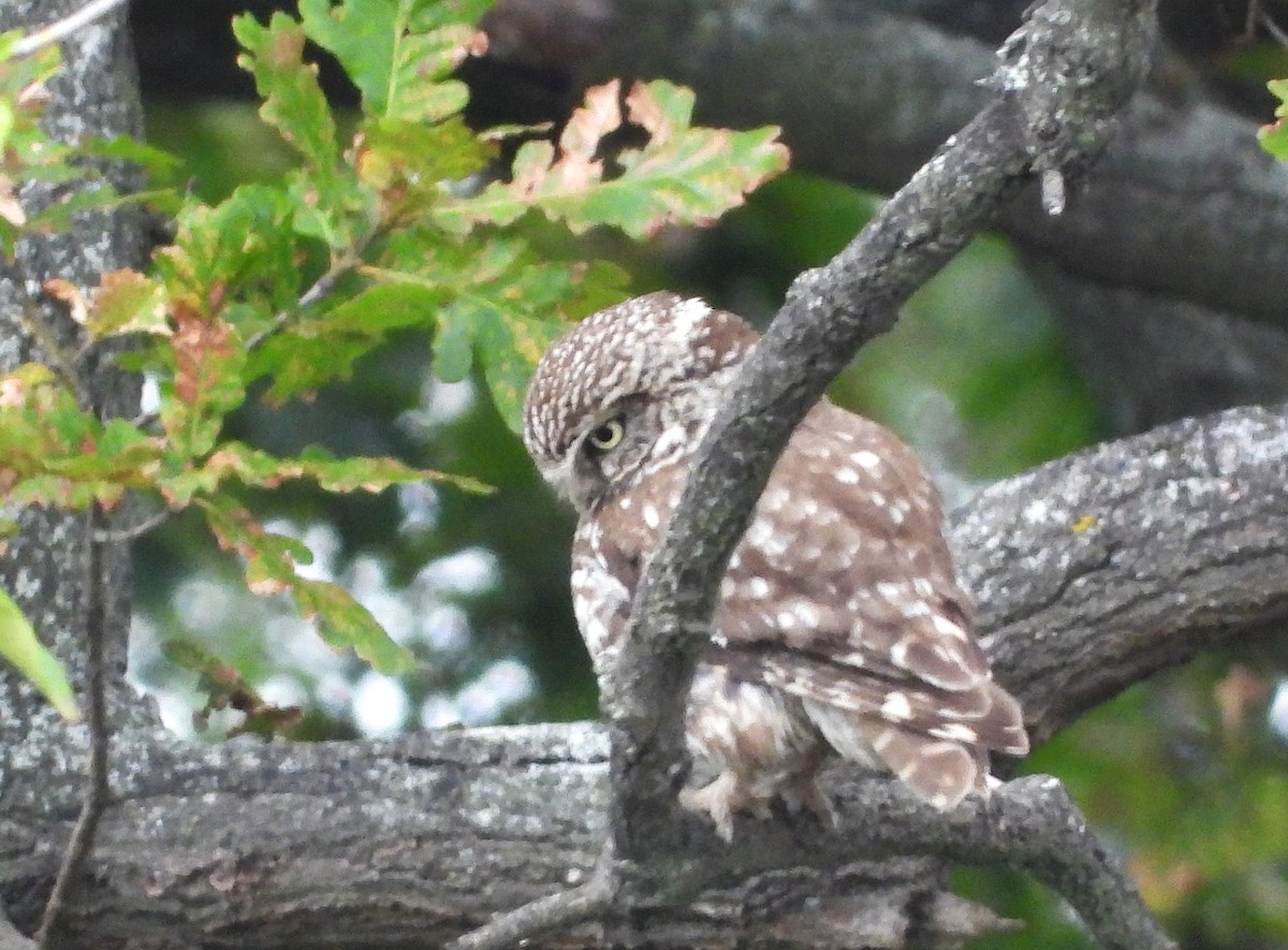 Civetta - ML648897639