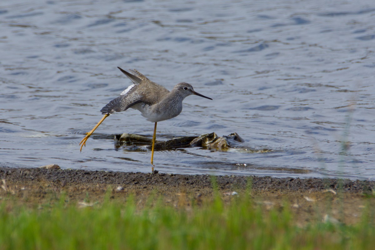 ביצנית צהובת-רגל - ML648897671