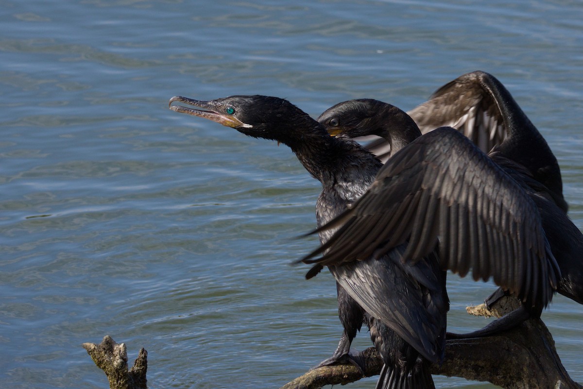 Neotropic Cormorant - ML648897683