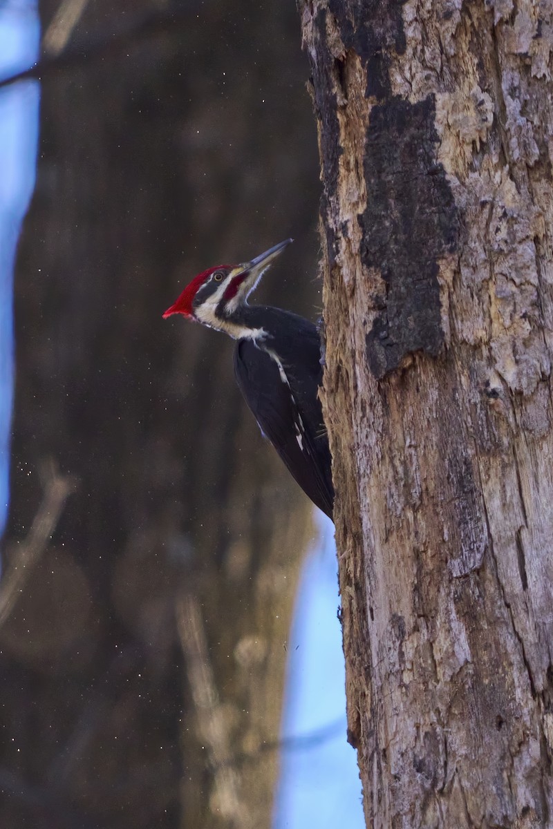 Pileated Woodpecker - ML648897687