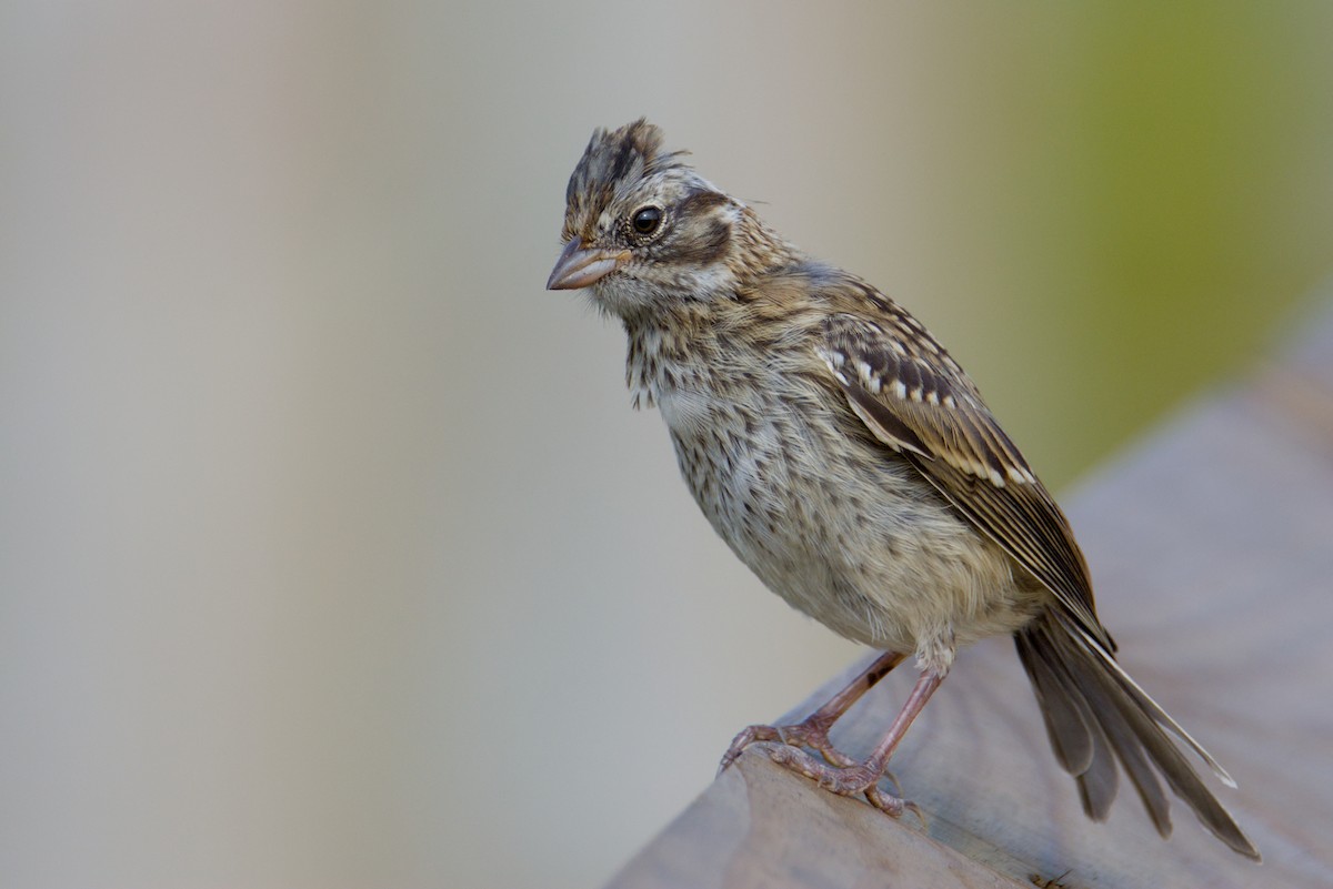 Rufous-collared Sparrow - ML648897737