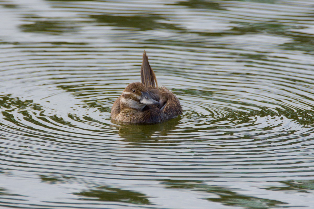 Lake Duck - ML648897745