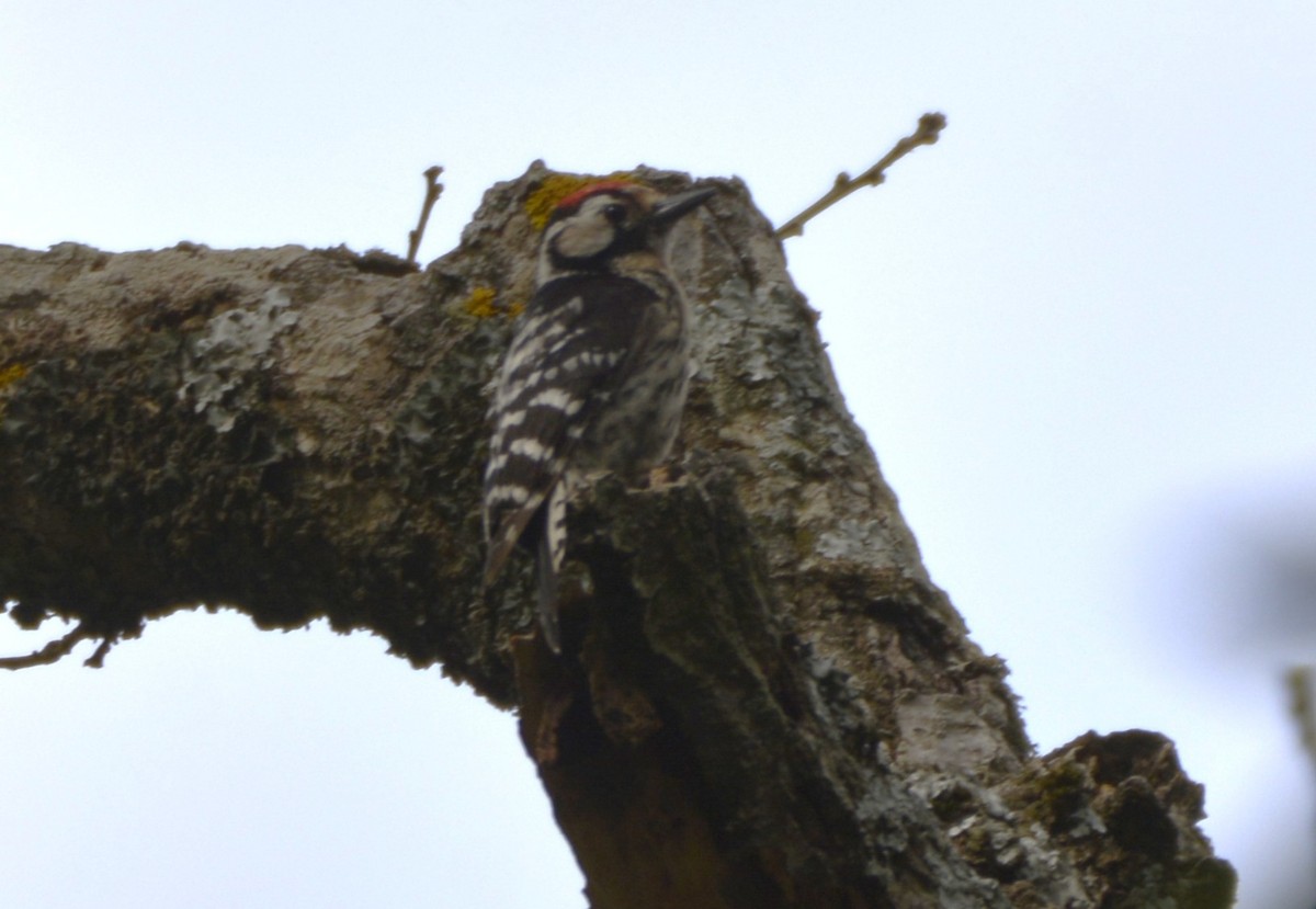 Lesser Spotted Woodpecker - ML648897858