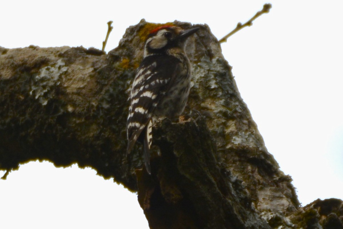 Lesser Spotted Woodpecker - ML648897859