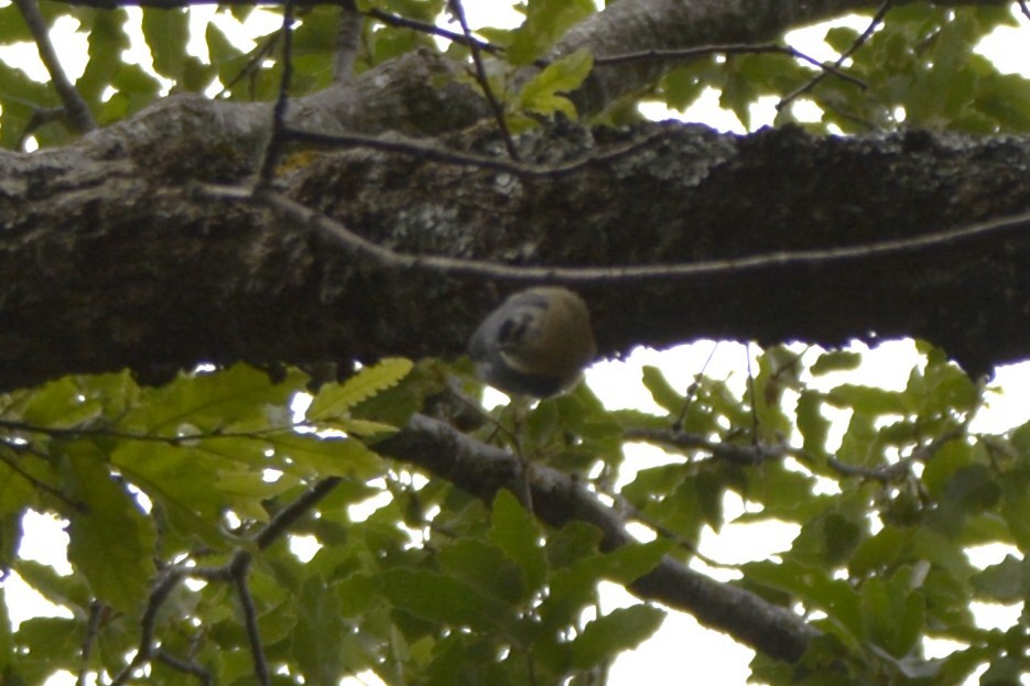 Algerian Nuthatch - ML648897865