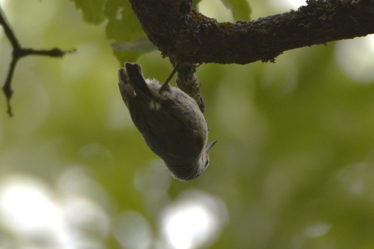 Algerian Nuthatch - ML648897866