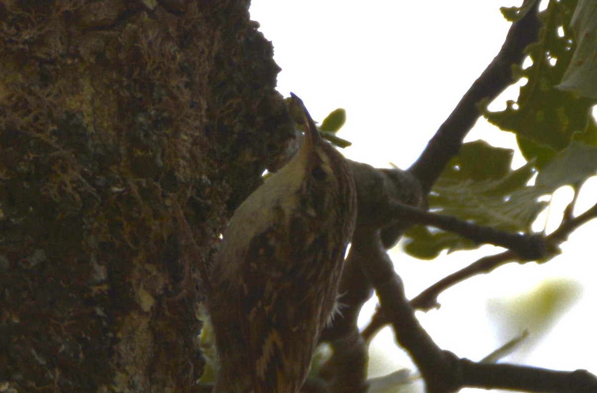Short-toed Treecreeper - ML648897871