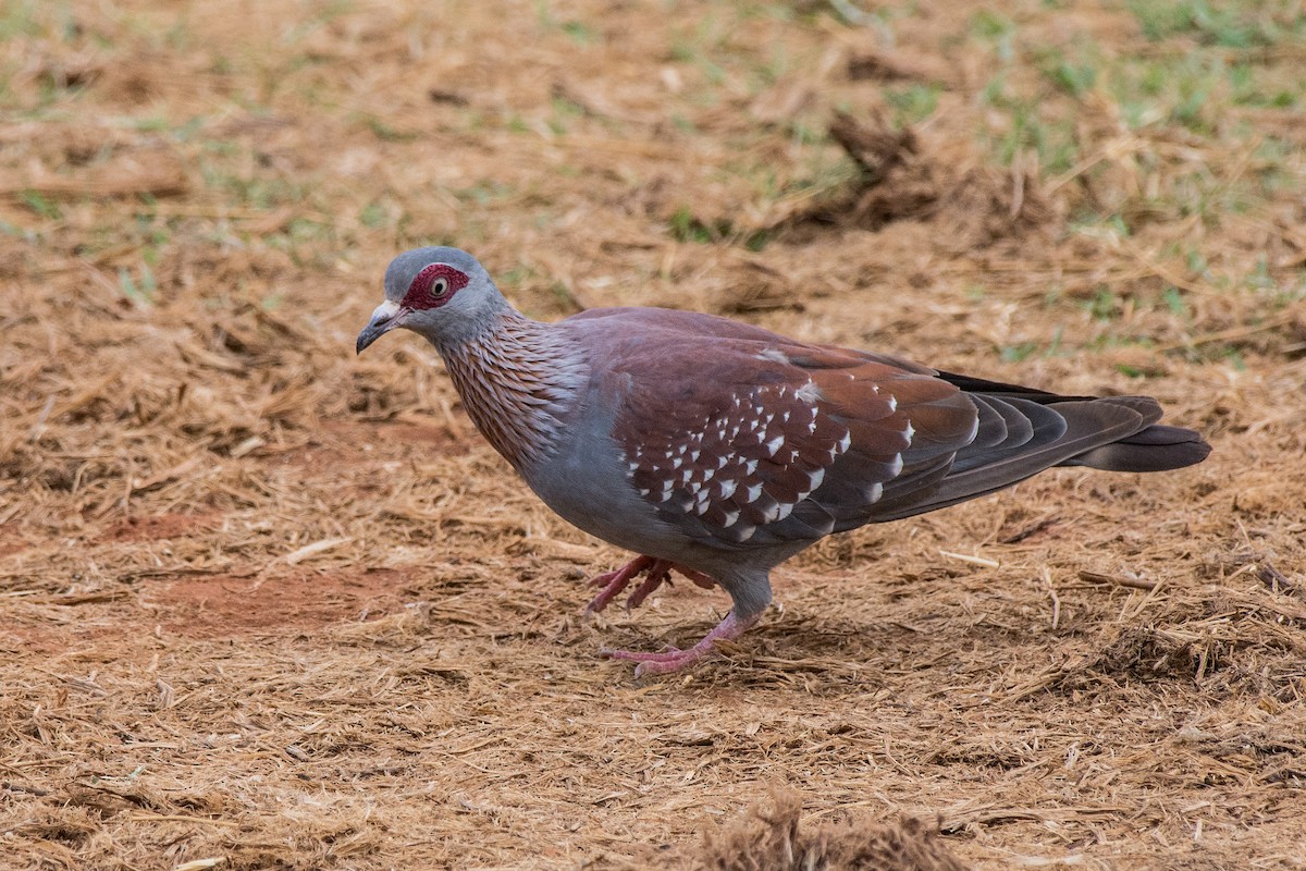 Speckled Pigeon - ML648897885