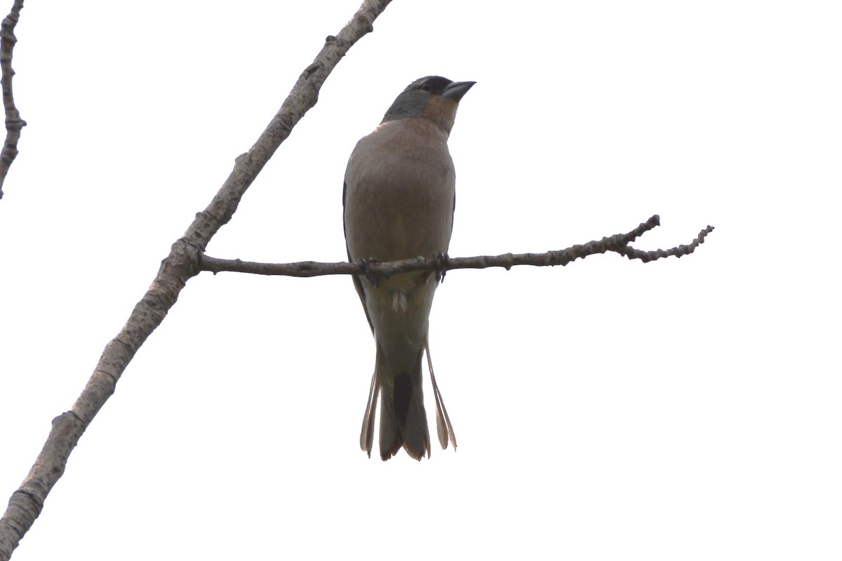African Chaffinch - ML648897886
