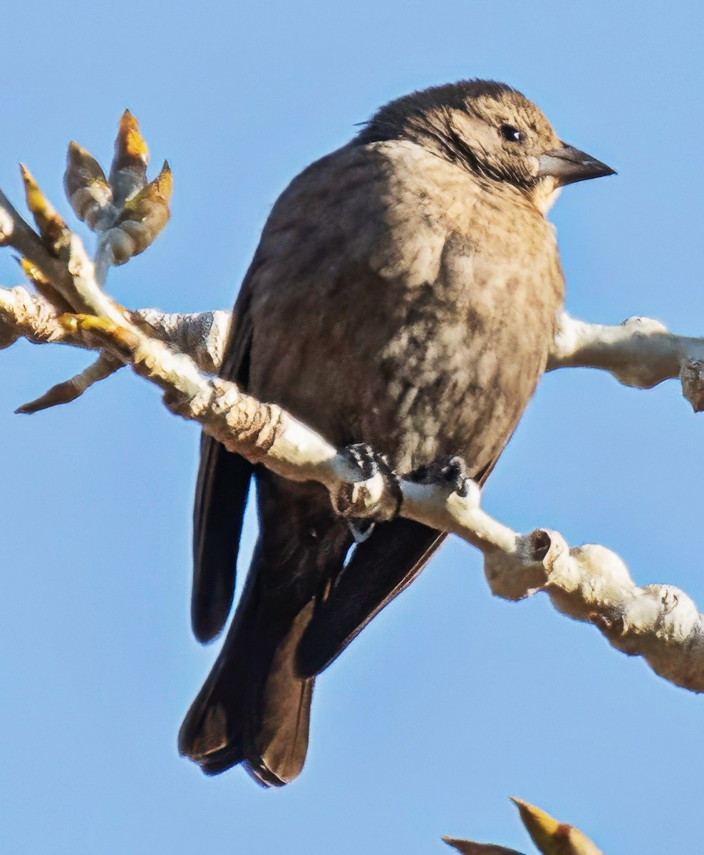 Braunkopf-Kuhstärling - ML648897960