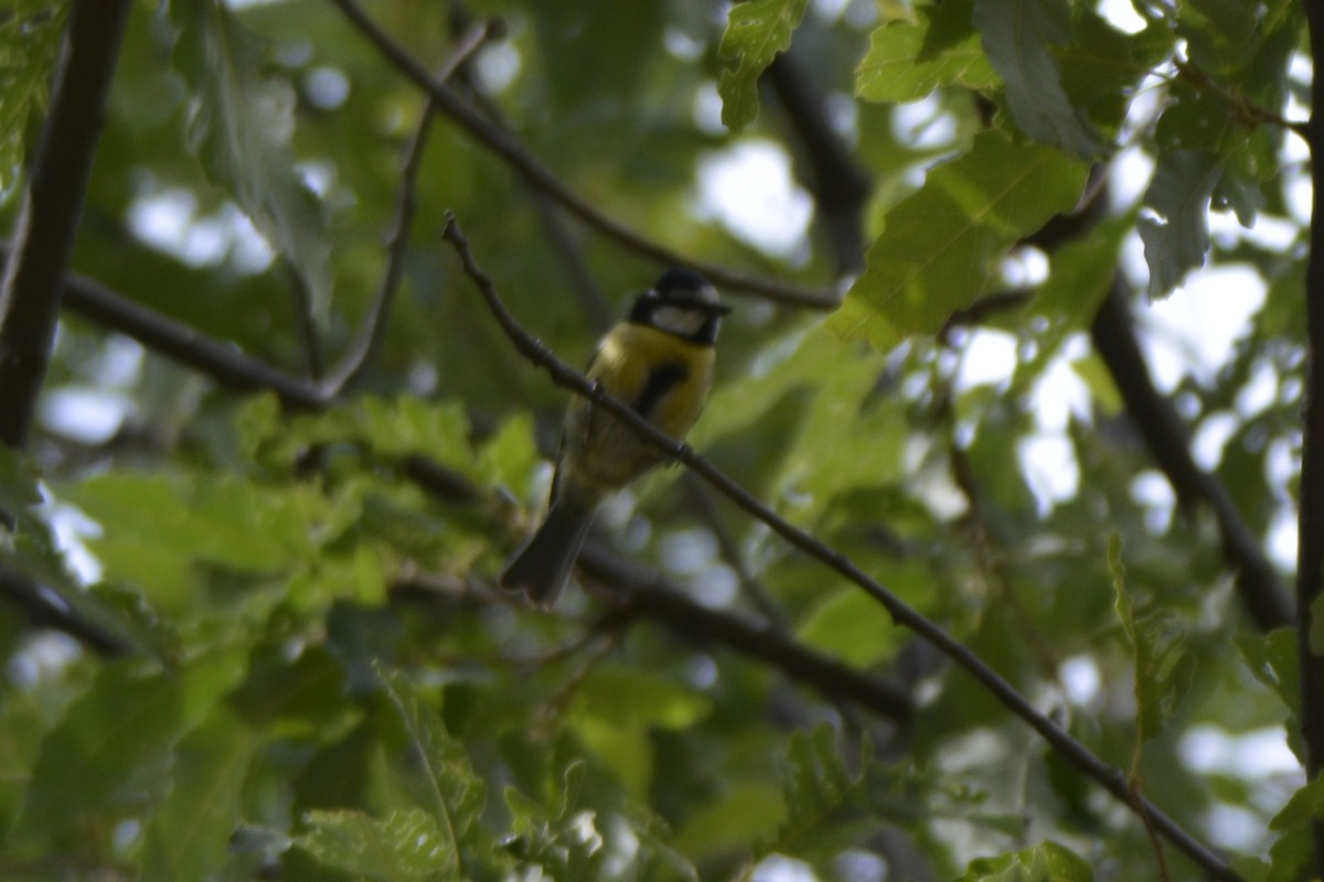 African Blue Tit - ML648898023
