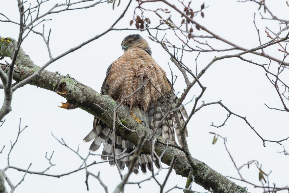 Cooper's Hawk - ML648898036