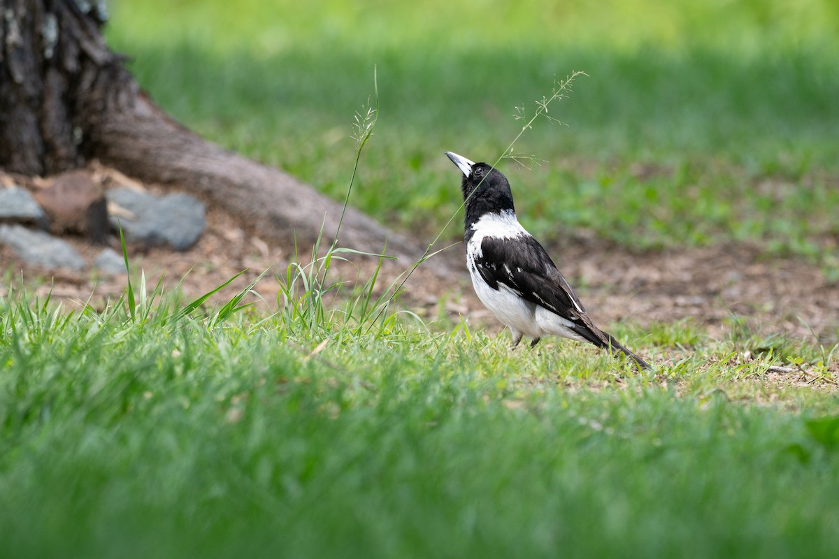 Pied Butcherbird - ML648898037
