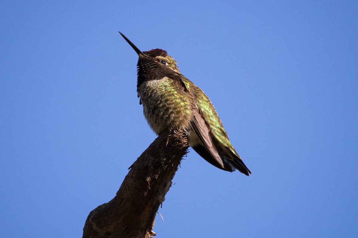 Anna's Hummingbird - ML648898039