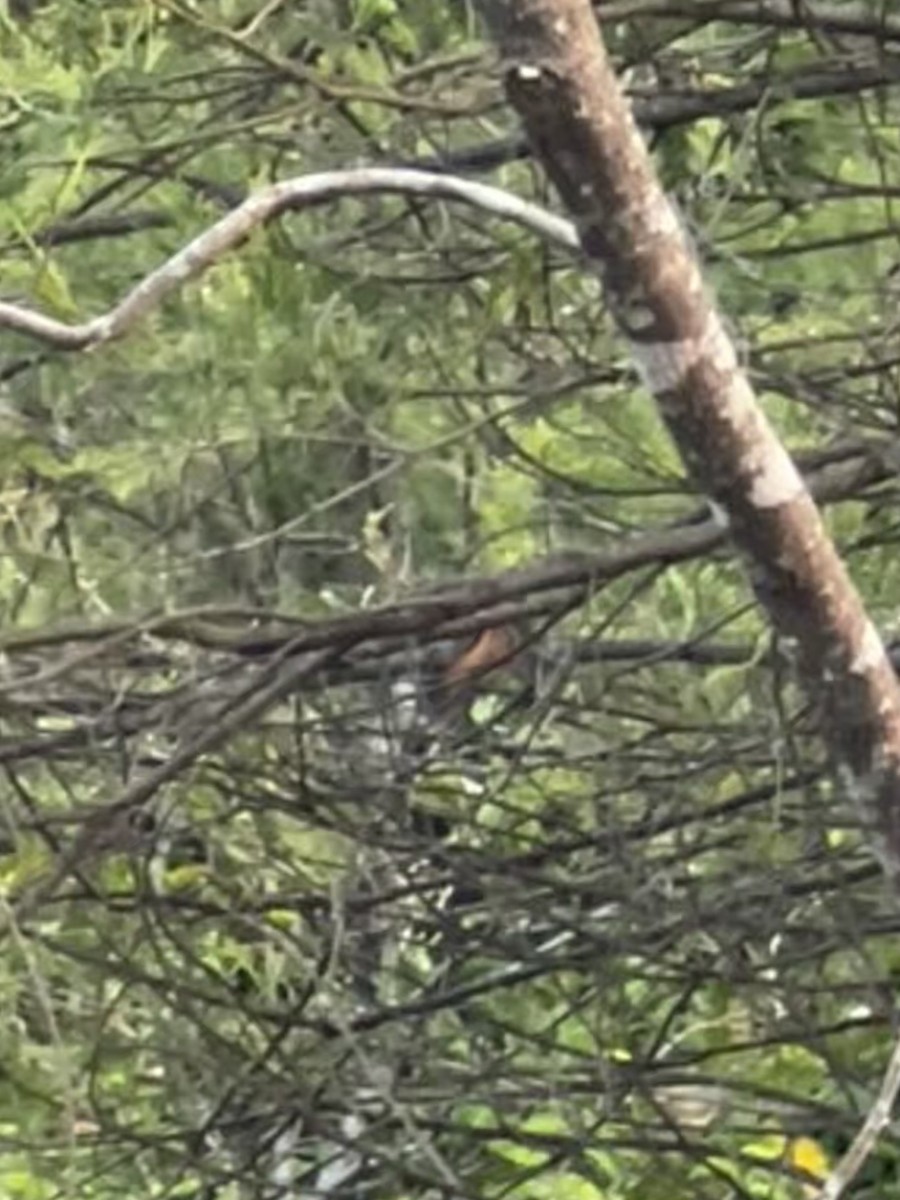 Australian Rufous Fantail - ML648898042