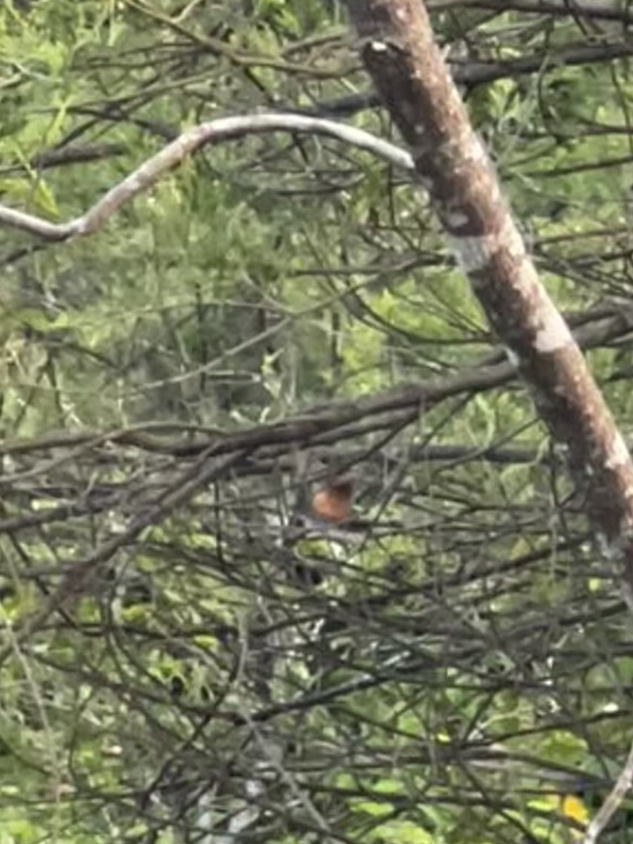 Australian Rufous Fantail - ML648898043