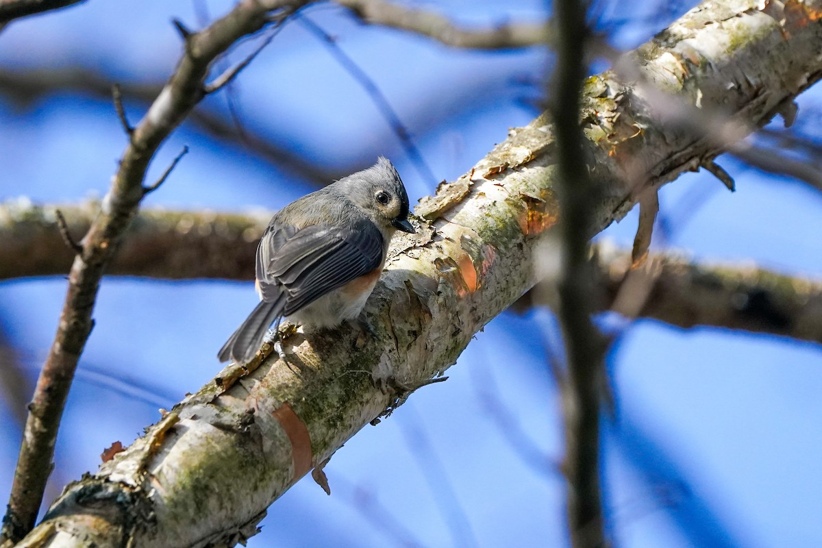Tufted Titmouse - ML648898046