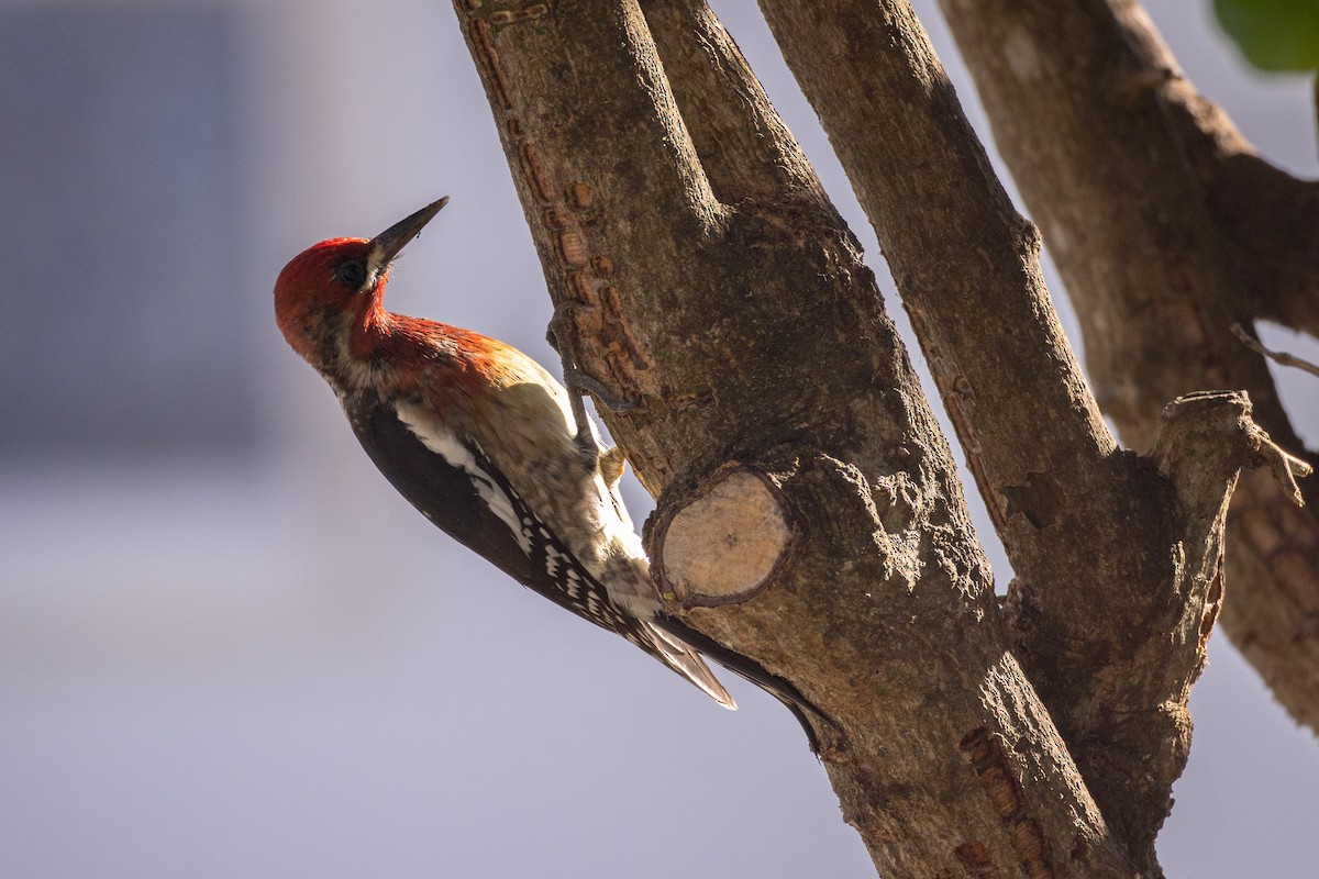 Red-breasted Sapsucker - ML648898047