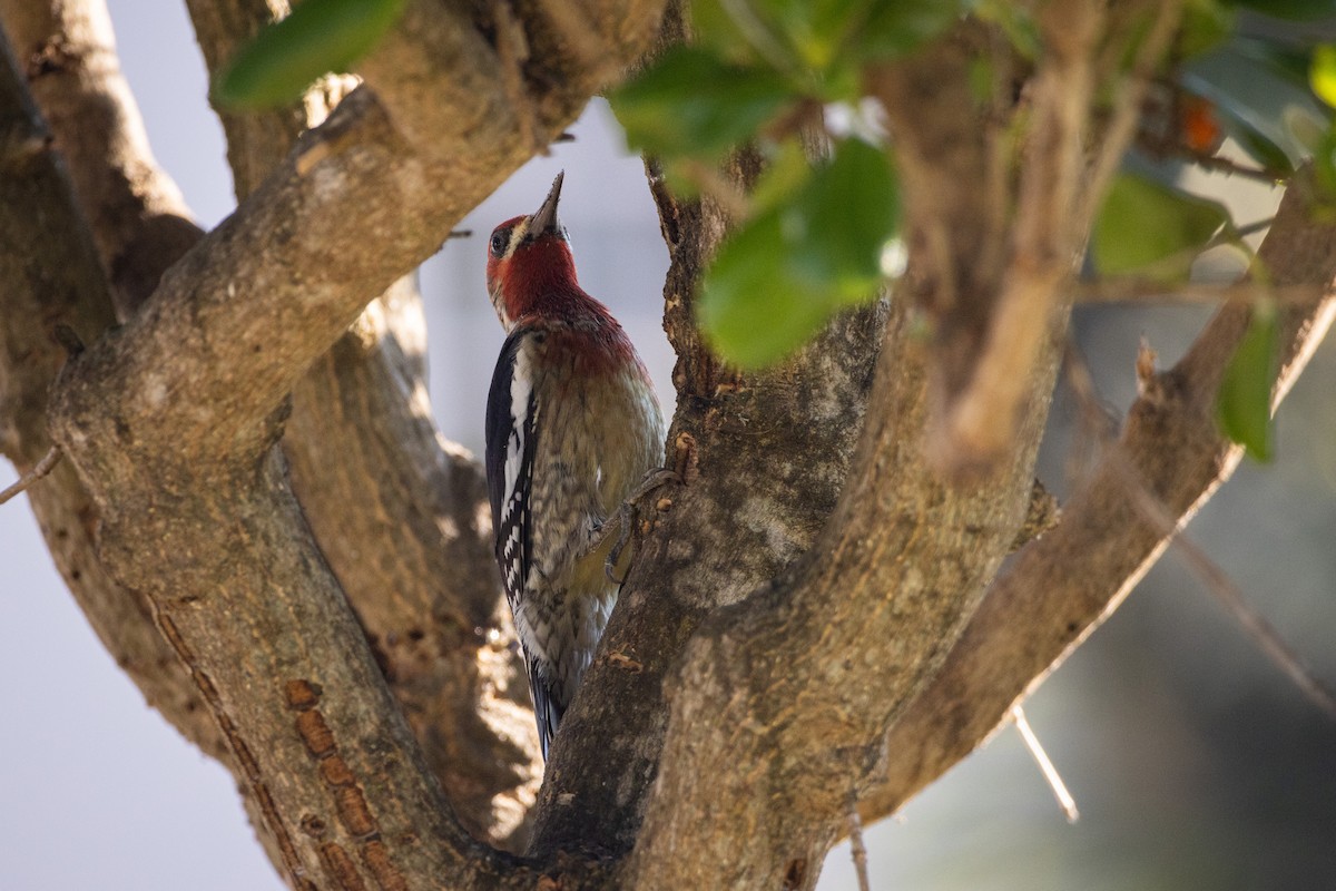 Red-breasted Sapsucker - ML648898048