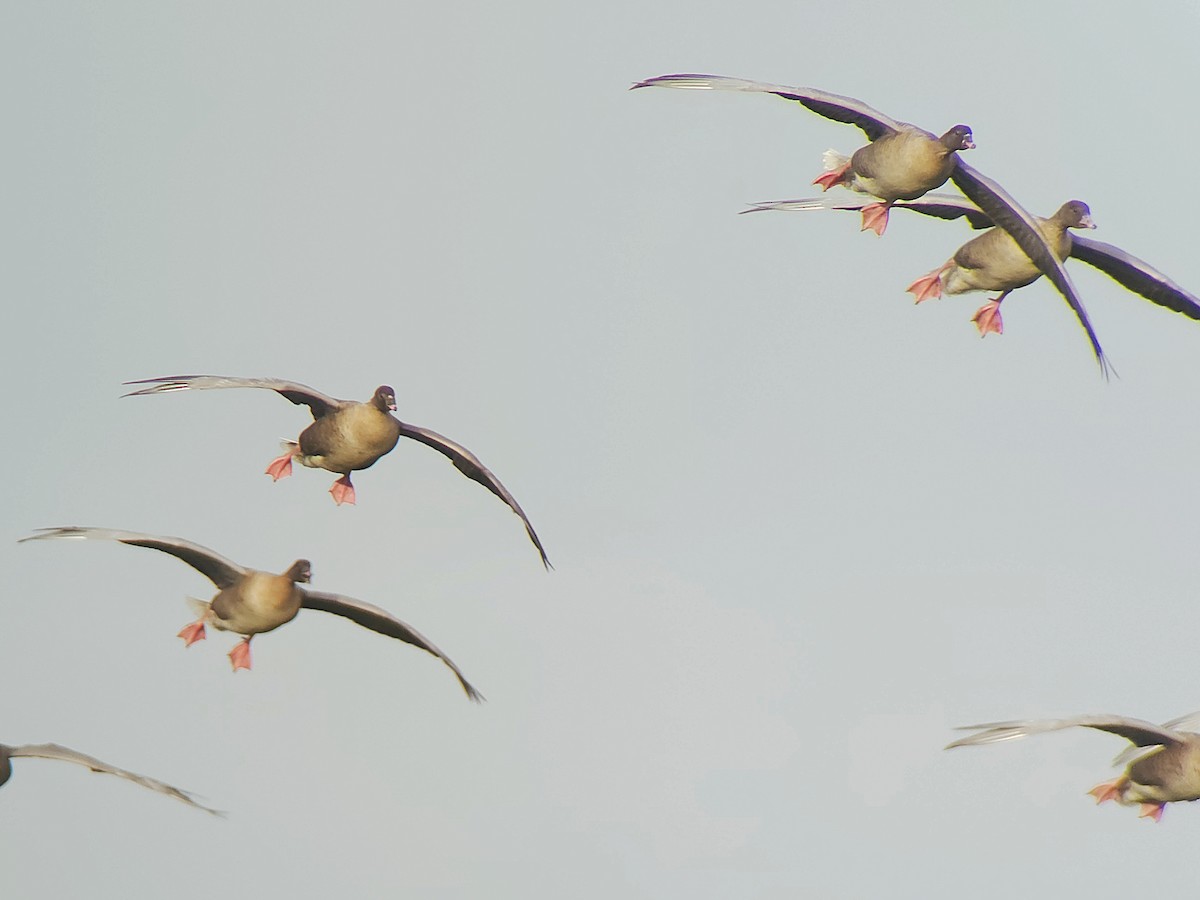 Pink-footed Goose - ML648898049