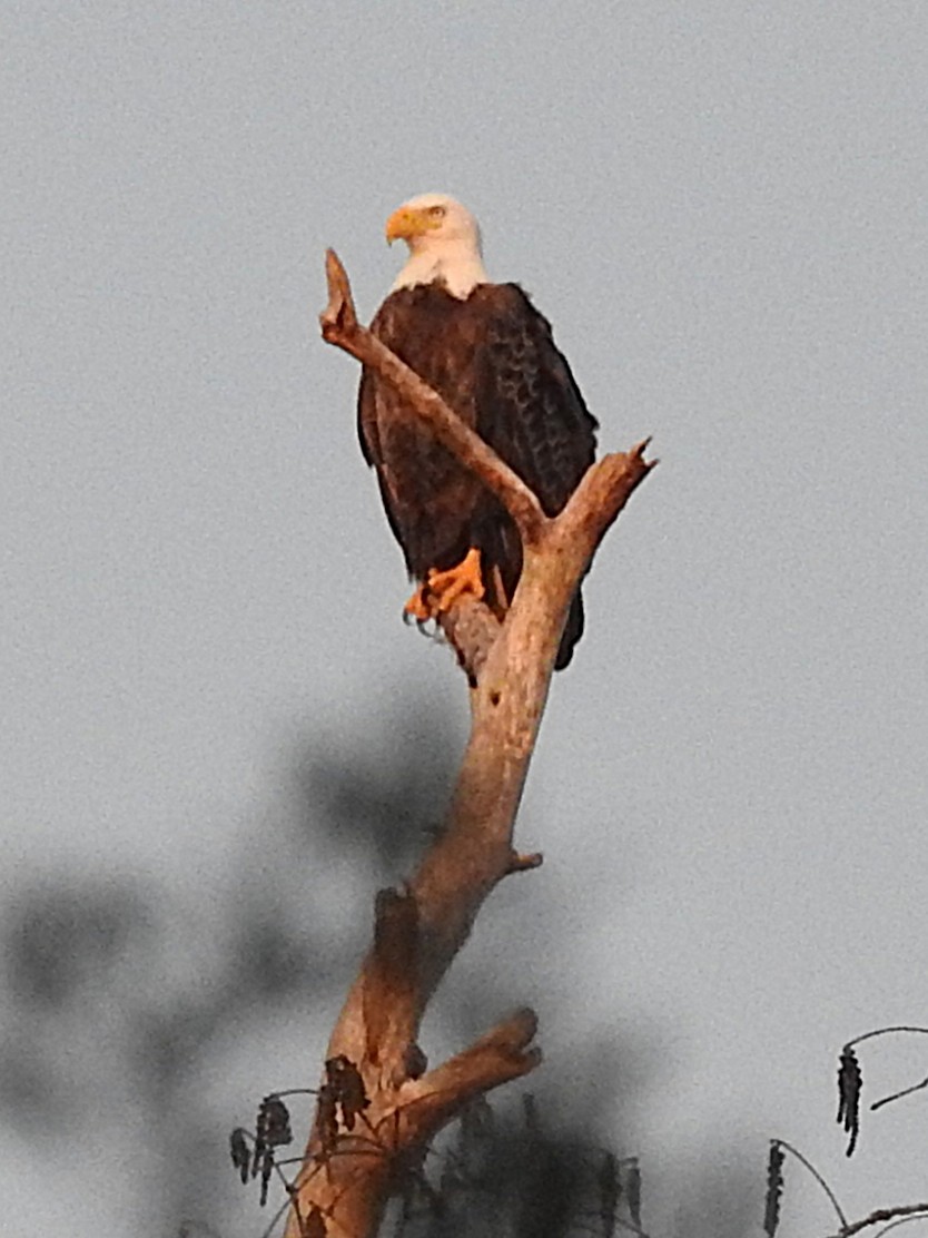 Bald Eagle - ML648898050
