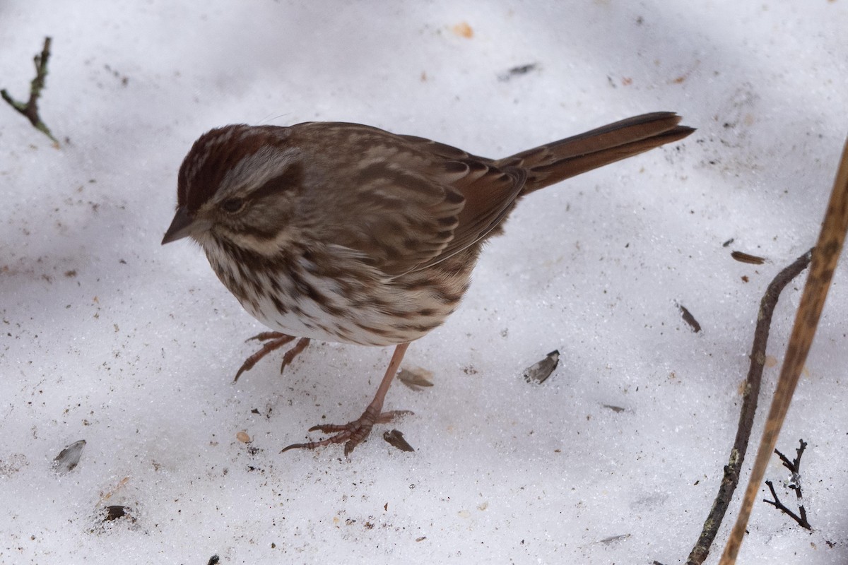 Song Sparrow - ML648898051