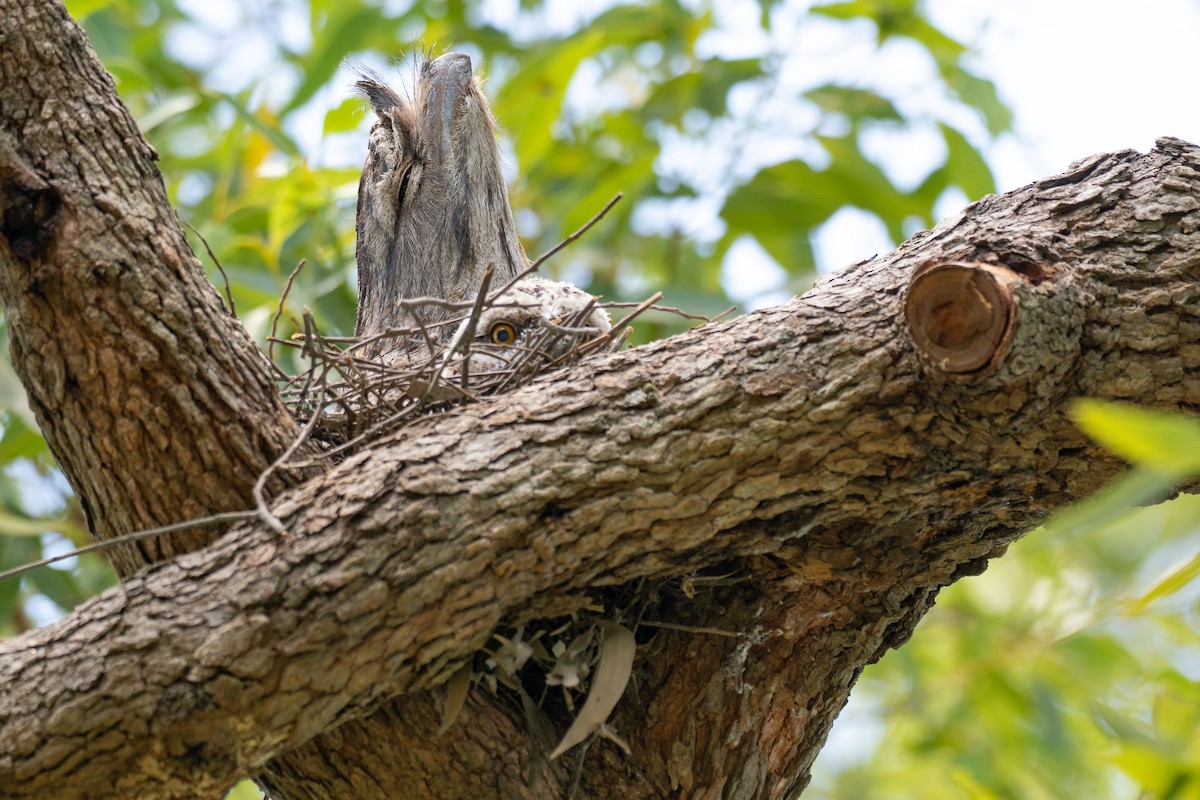 Tawny Frogmouth - ML648898053
