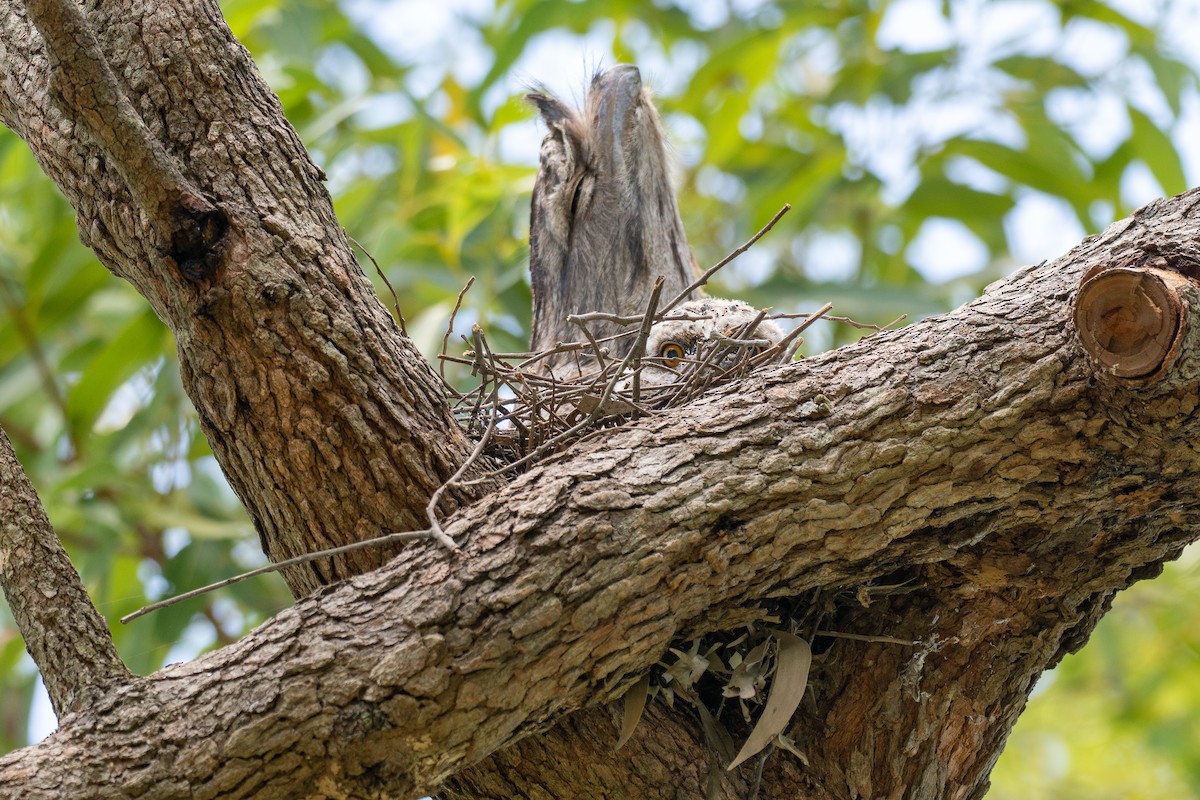 Tawny Frogmouth - ML648898054