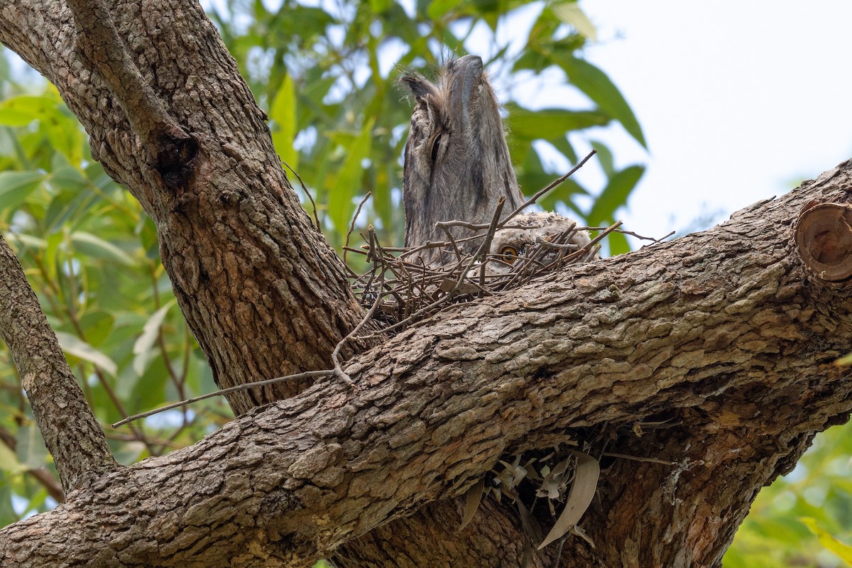 Tawny Frogmouth - ML648898055