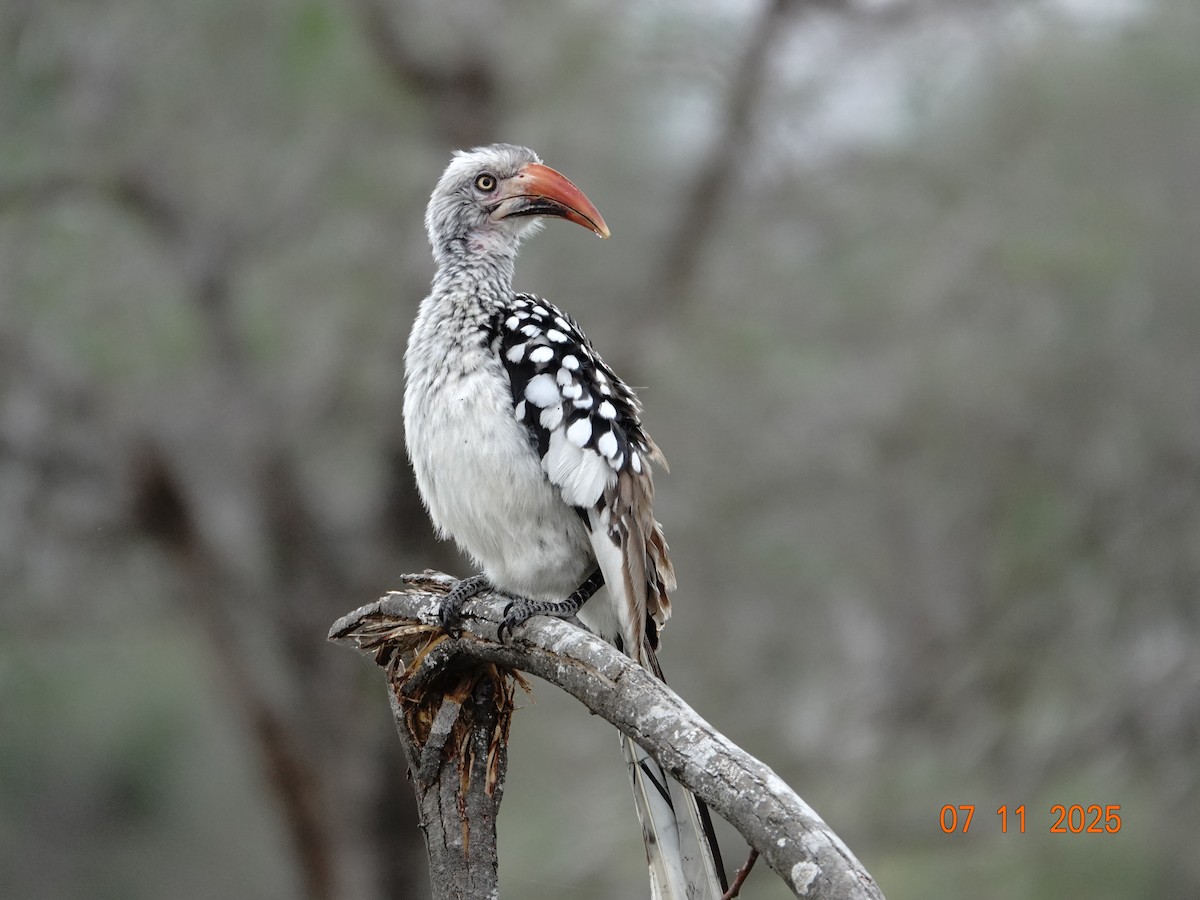 Southern Red-billed Hornbill - ML648898056