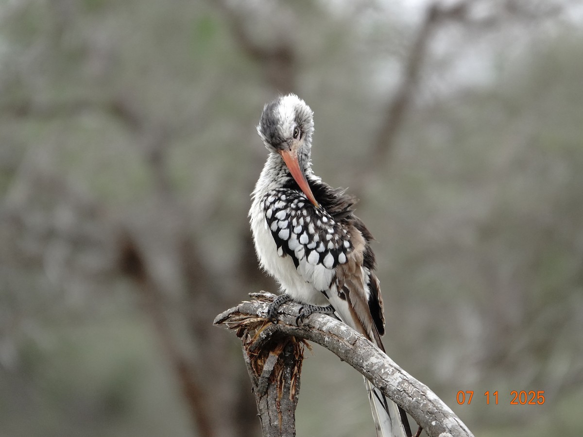 Southern Red-billed Hornbill - ML648898057