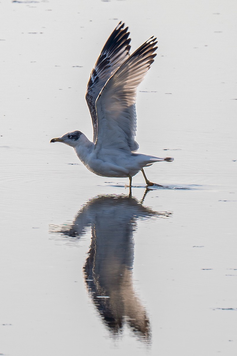 Pallas's Gull - ML648898059