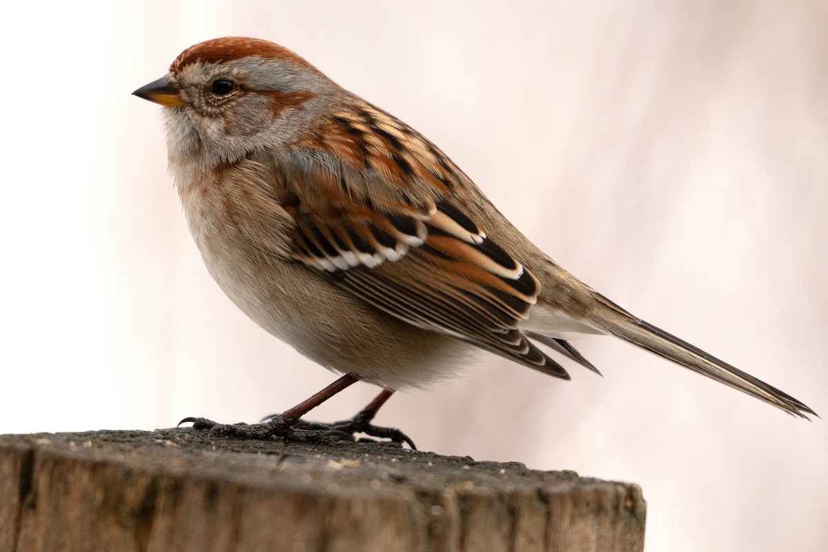 American Tree Sparrow - ML648898060