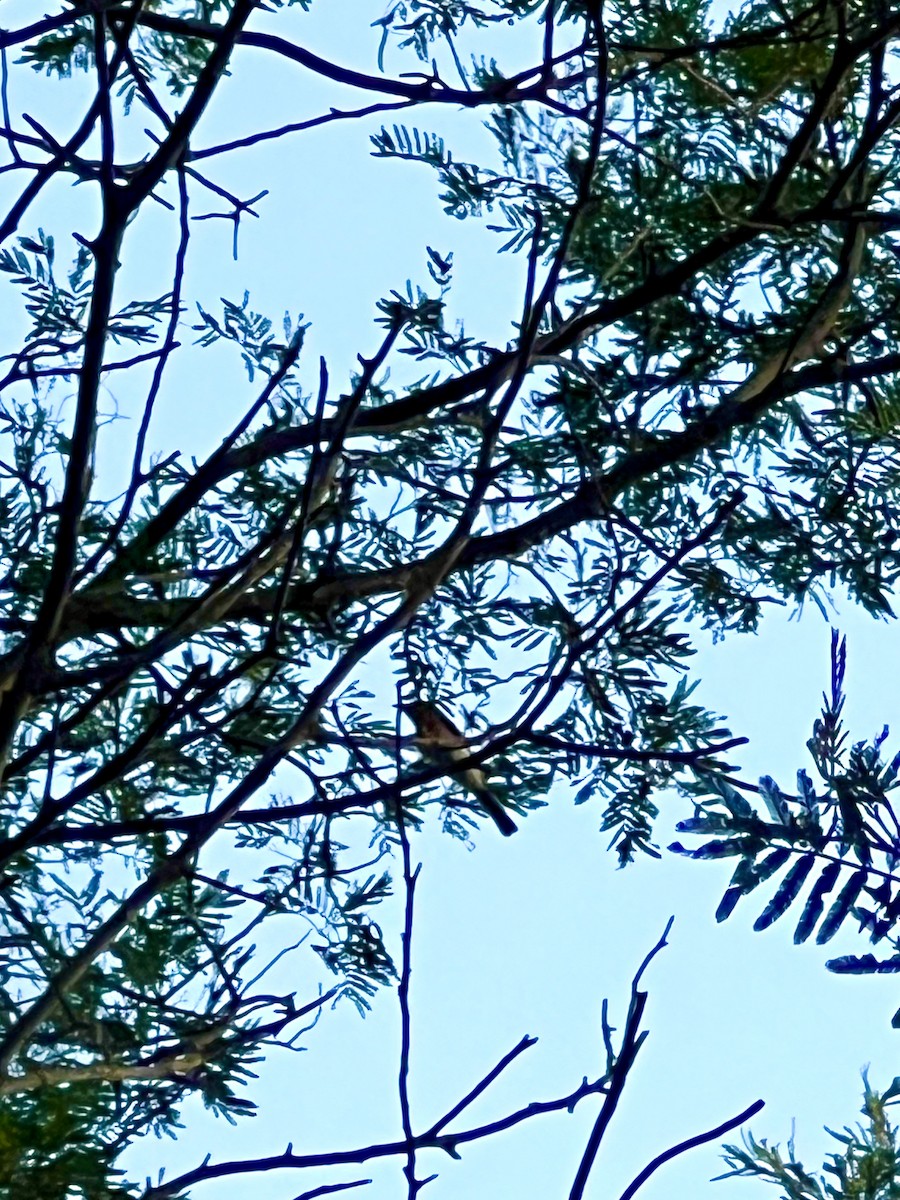 Leaden Flycatcher - ML648898061