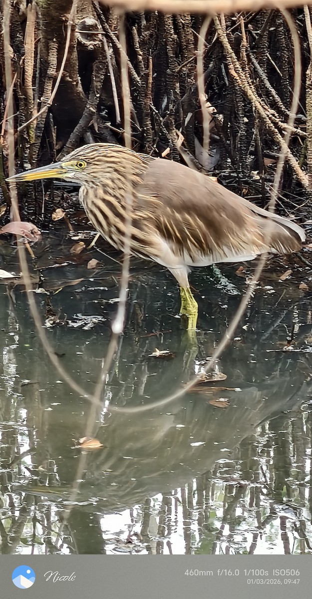 Indian Pond-Heron - ML648898063