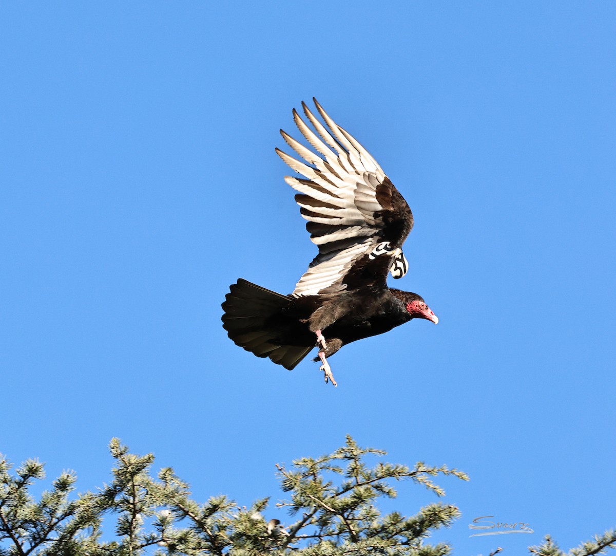 Turkey Vulture - ML648898064