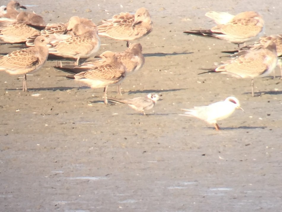 Black Tern - ML648898065