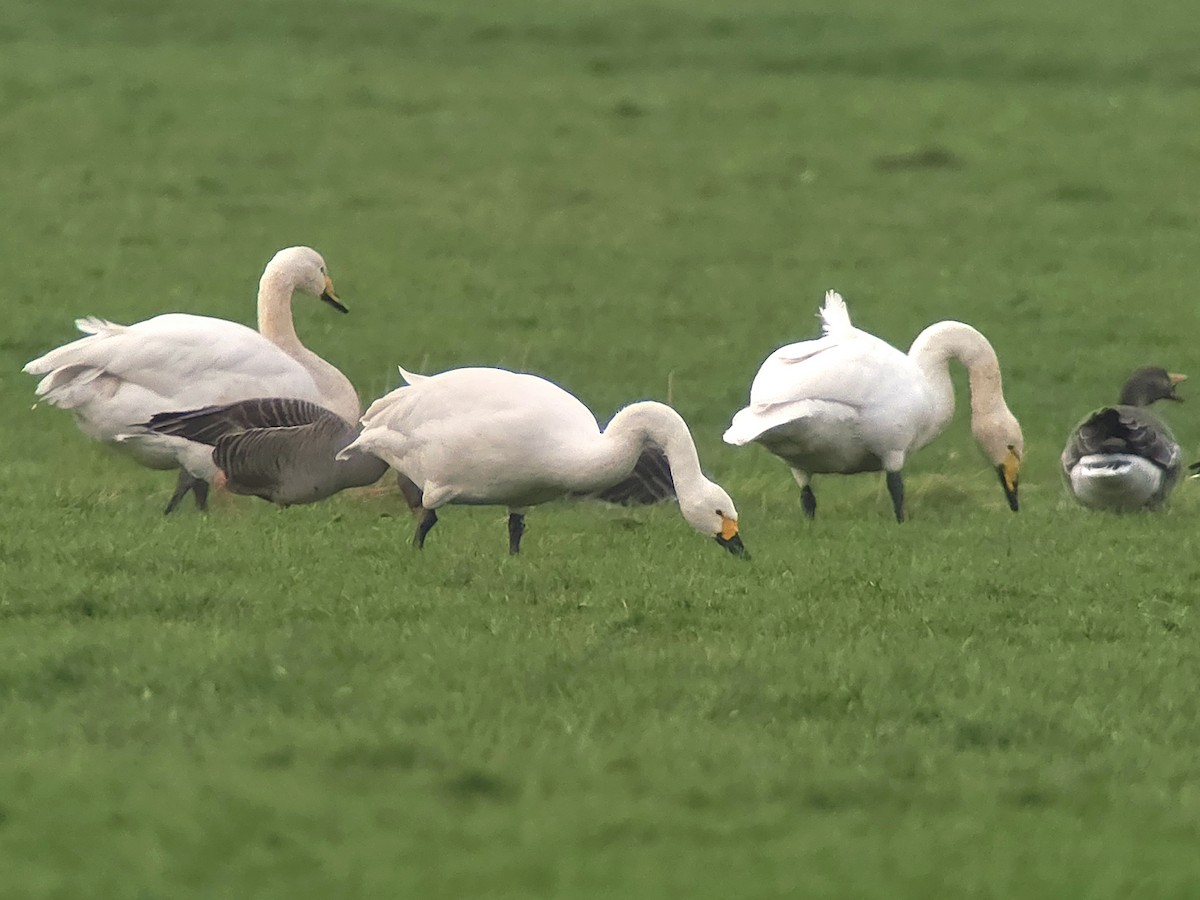 Tundra Swan (Bewick's) - ML648898067