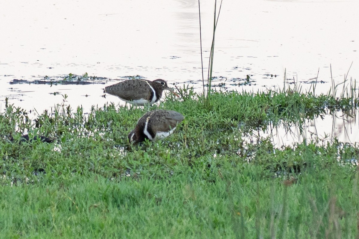 Australian Painted-Snipe - ML648898068
