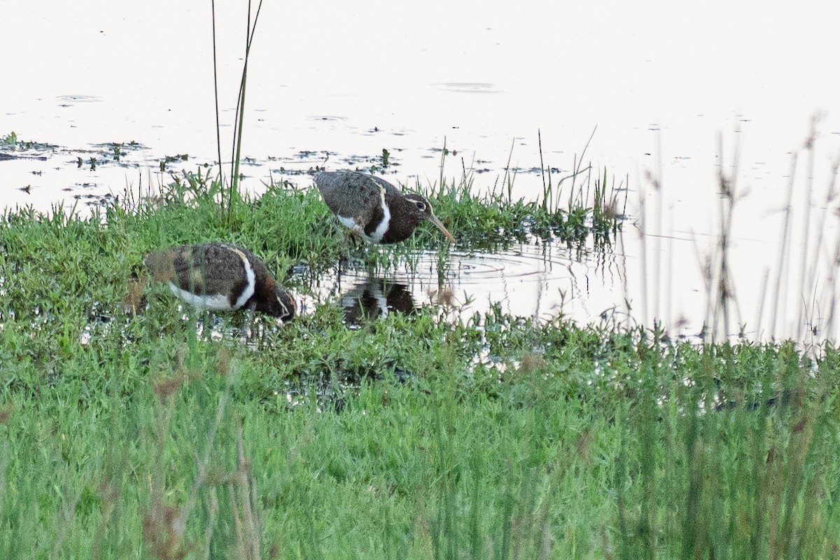 Australian Painted-Snipe - ML648898069