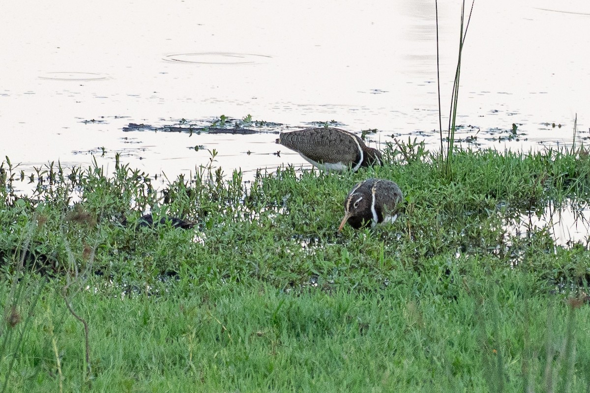 Australian Painted-Snipe - ML648898070