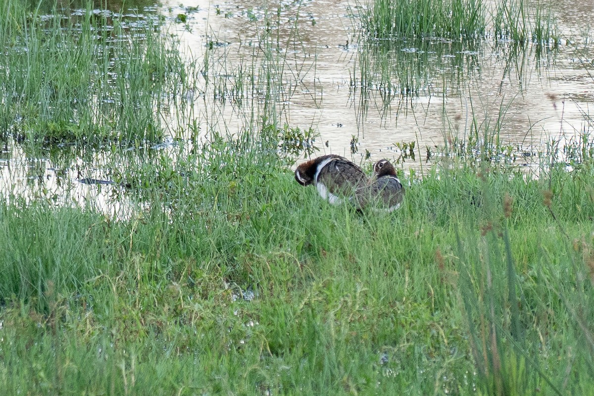 Australian Painted-Snipe - ML648898071