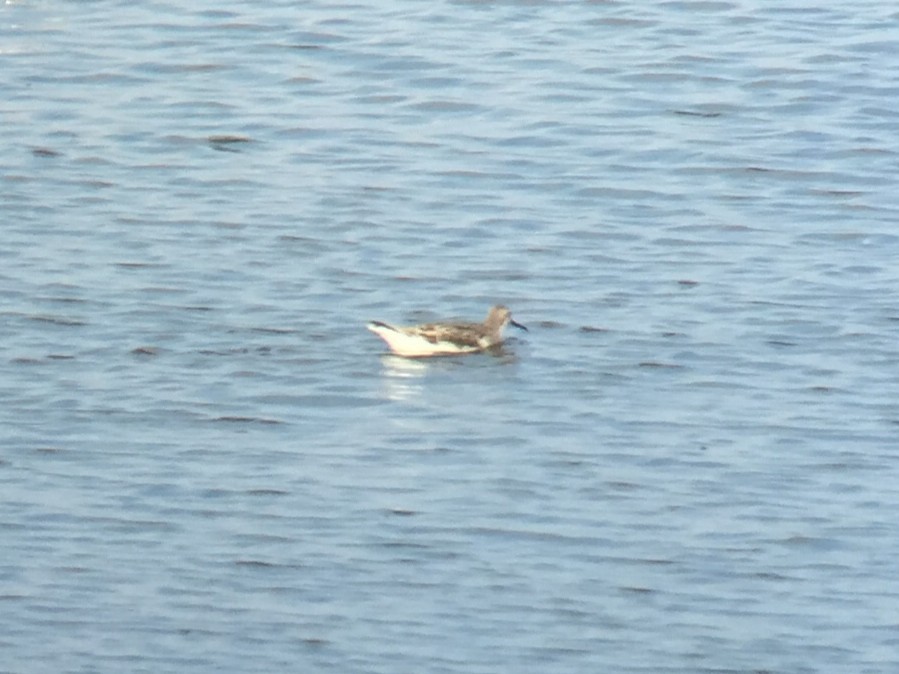 Wilson's Phalarope - ML648898074