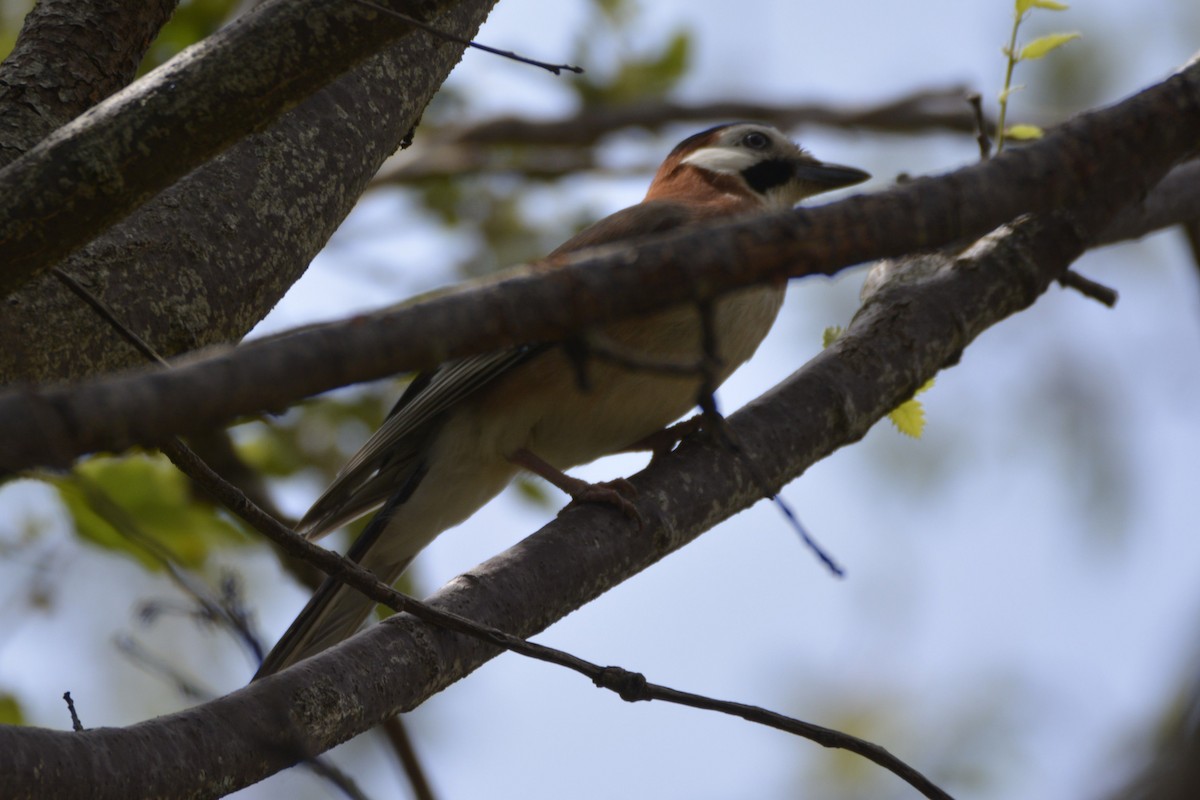 Eurasian Jay (Black-crowned) - ML648898125