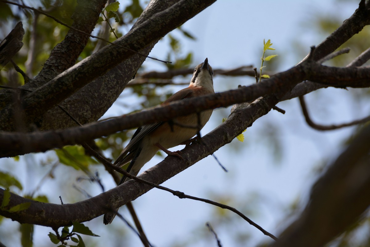 Eurasian Jay (Black-crowned) - ML648898126
