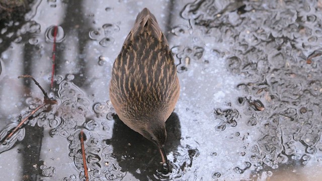 Virginia Rail - ML648898140